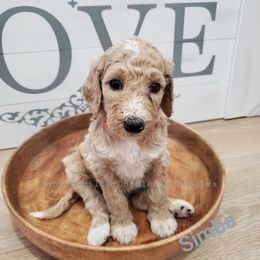 Goldendoodle Puppies from Auburn Hills Doodles & Poodles