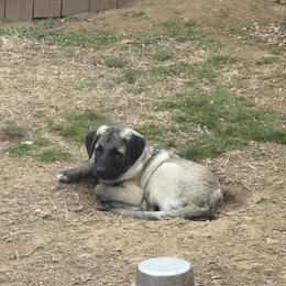 Mr. Dark Blue - Fawn male Anatolian Shepherd Dog puppy in Ozark, Missouri from Swan Falls Farm
