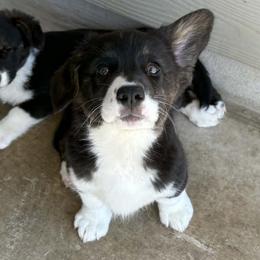 Dove - Black and white female American Corgi puppy in Temple, Texas from Silver Moon Cardigan Corgis