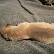Dorado - Fawn male Perro de Presa Canario puppy in Kansas from Medianoche GatoPerros