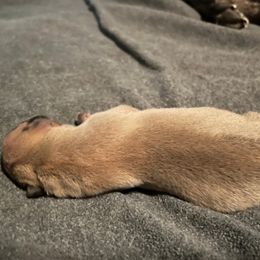 Dorado - Fawn male Perro de Presa Canario puppy in Kansas from Medianoche GatoPerros