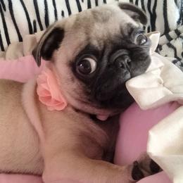 Pug puppies from Amatskennel - Stubby Tails Ranch