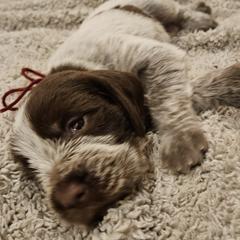 Belinda - Brown roan female Spinone Italiano puppy in Alachua, Florida from Asperida Spinoni and Dachshunds