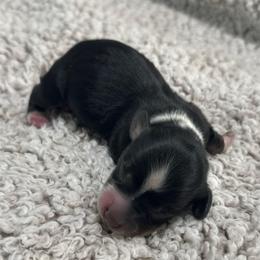 Midnight - Piebald female Dachshund puppy in Burleson, Texas from Sarah’s Dachshies
