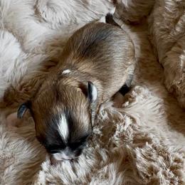 AKC Mercury, 4200.00 - Blue fawn male Chihuahua puppy in Northern, Colorado from Wild Mountain Chihuahuas