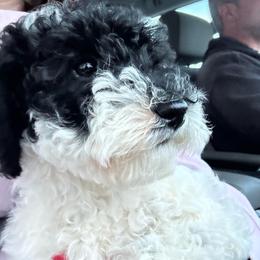 Lucy - Parti female Poodle puppy in Canfield, Ohio from Poo's Doo's & Inu's