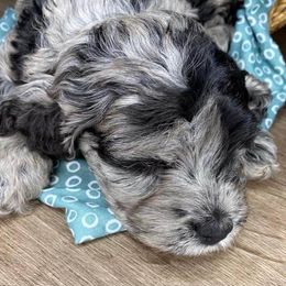 Cockapoos from Southwest Ohio Cockapoo’s