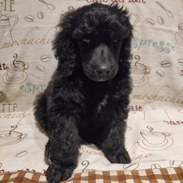 Cappuccino - Black male Poodle puppy in Lubbock, Texas from Hidden Gems