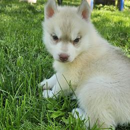 Dice - Red and white male Siberian Husky puppy in Wisconsin from Liberty Siberians