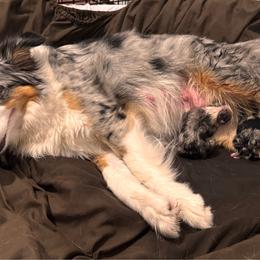 Girl 3 - Blue merle female Miniature Australian Shepherd puppy in Massapequa, New York from All That Auss Mini Aussies