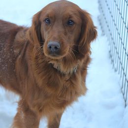 Millie - Golden Retriever