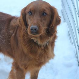 Millie - Golden Retriever