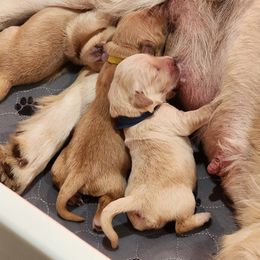 Golden Retriever Puppies from Golden Ratio Retrievers