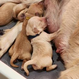 Golden Retriever Puppies from Golden Ratio Retrievers