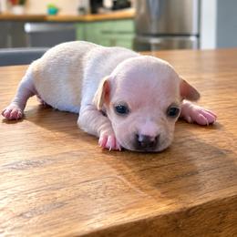 Girl 2 - Cream female Chihuahua puppy in Virginia Beach, Virginia from Little Chi Village