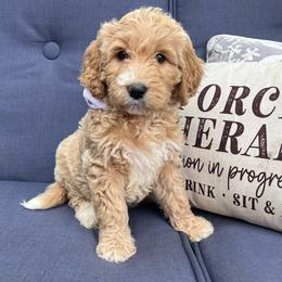 Lily - Cream female Goldendoodle puppy in The Woodlands, Texas from Gracie's Goldendoodles and Bernedoodles