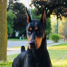 Vladimir - Doberman Pinscher