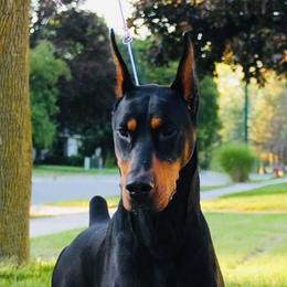 Vladimir - Doberman Pinscher