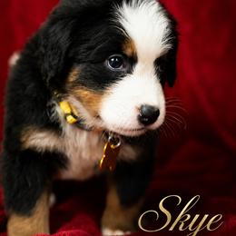 Skye - Tri-color female Bernese Mountain Dog puppy in Soldiers Grove, Wisconsin from Lonesome Pine Farm