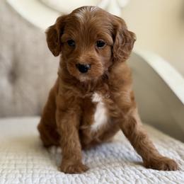 Fred - Red male Cavapoo puppy in Beckley, West Virginia from By Design Doodles