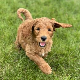Goldendoodle Puppies from Puppy Love