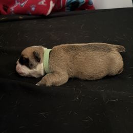 Teal - Fawn and white female Bulldog puppy in Krum, Texas from K & K Little Blessings