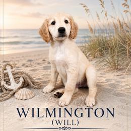 Wilmington- (Will) - Golden male Double Doodle puppy in Whitsett, North Carolina from Rock Creek Doodles NC