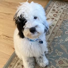 Leo - Sheepadoodle