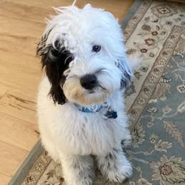Leo - Sheepadoodle