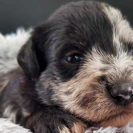 Girl 1 purple collar - Schnoodle puppy from Eveleigh Acres Puppies