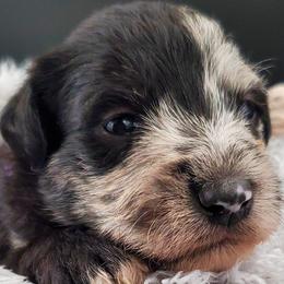 Girl 1 purple collar - Schnoodle puppy from Eveleigh Acres Puppies