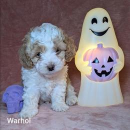 Warhol - Red and white male Cockapoo puppy in Sunset, Louisiana from Cano Cockapoos