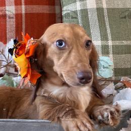 Delish - Dapple female Dachshund puppy in Sparr, Florida from From the Heart Doxies