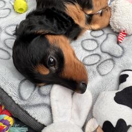 Dachshund Puppies from Bigony Family Dachshund’s