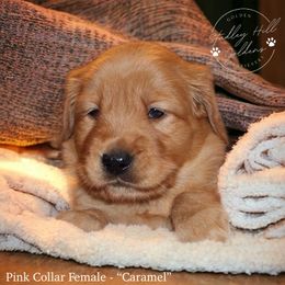 Golden Retriever Puppies from Studley Hill Goldens, LLC.