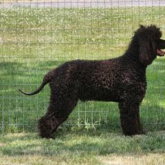 Irish Water Spaniels from Marley Creek Irish Water Spaniels