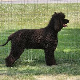 Irish Water Spaniels from Marley Creek Irish Water Spaniels