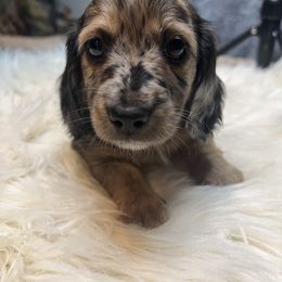 Dachshund Puppies from Teenie Little Hearts