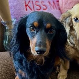 Dachshunds from Weenie Village