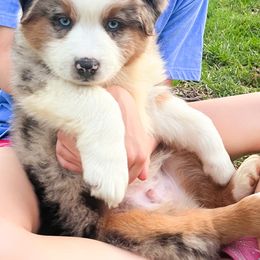 Miniature Australian Shepherd Puppies from AussiesRus