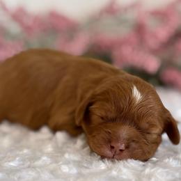 Robin - Red female Cavapoo puppy in Kankakee, Illinois from Apricot Roots Doodles