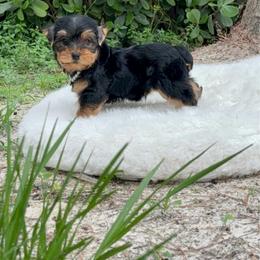 Stefan - Black and gold male Yorkshire Terrier puppy in Florida from 🤎 Dreaming Puppies 🐶