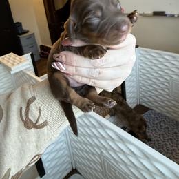 Bronco - Chocolate and tan male Dachshund puppy in Alexander, North Dakota from Wild Rose Ridge Doxies