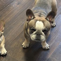 French Bulldogs from Muddy Creek Frenchies