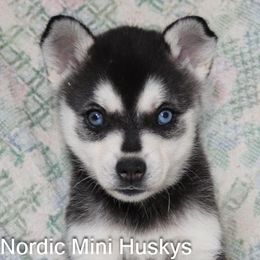 Girl 2 - Black and white female Alaskan Klee Kai puppy in Klamath Falls, Oregon from Nordic Mini Huskys