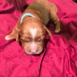 Mark - Blenheim male Cavapoo puppy in Siloam Springs, Arkansas from Kingdom Bound By Design