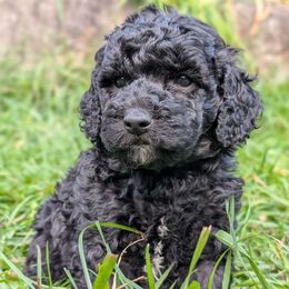 Jinbe - Blue male Poodle puppy in Salem Township, Maine from Moirae Poodles