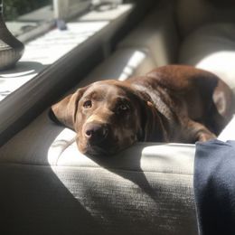 Labrador Retriever Puppies from Yates Family Labs