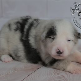 Zayanna - Blue merle female Australian Shepherd puppy in Fultonville, New York from Sandy Aussies & Pomeranians