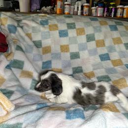 Flower - Piebald female Dachshund puppy in Henrico, Virginia from Darling Doxies